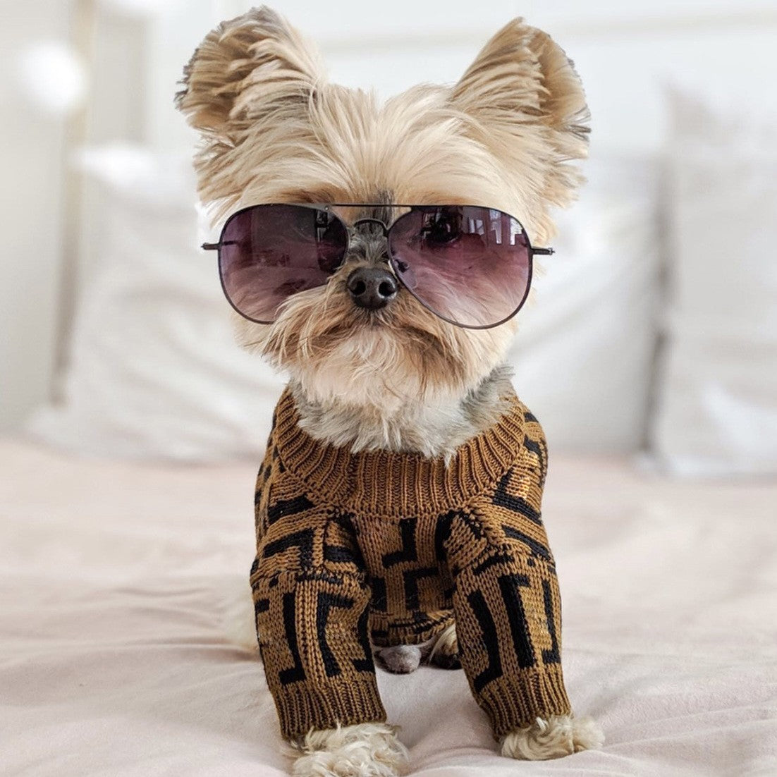 Puppy Casual Brown Sweater Clothing