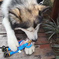 Load image into Gallery viewer, US President Pet Toys

