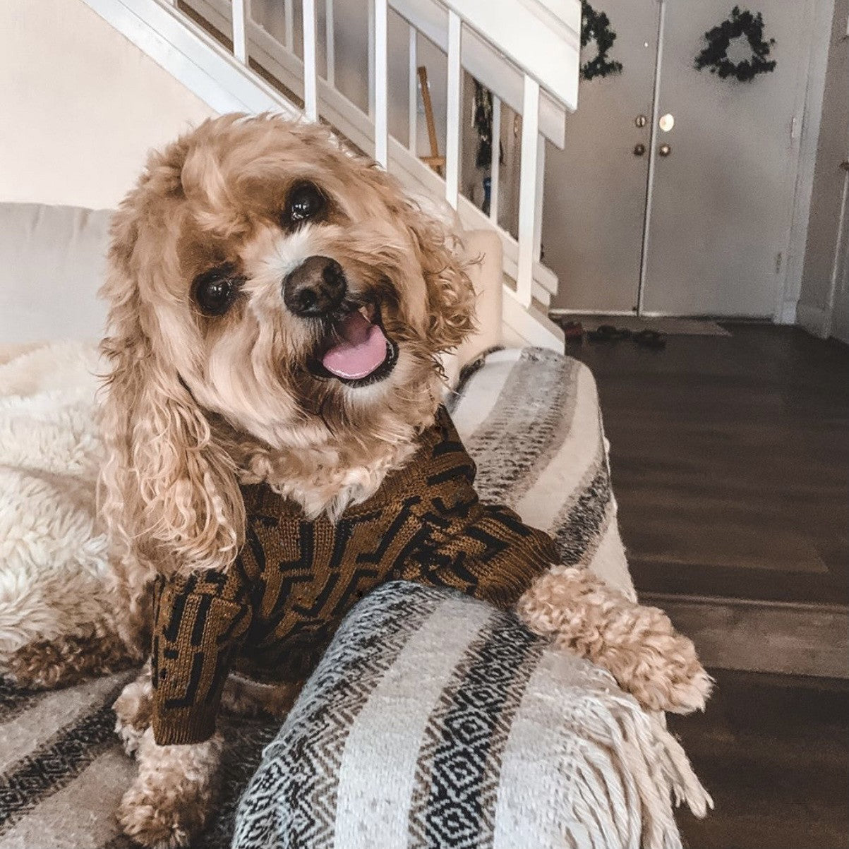 Puppy Casual Brown Sweater Clothing